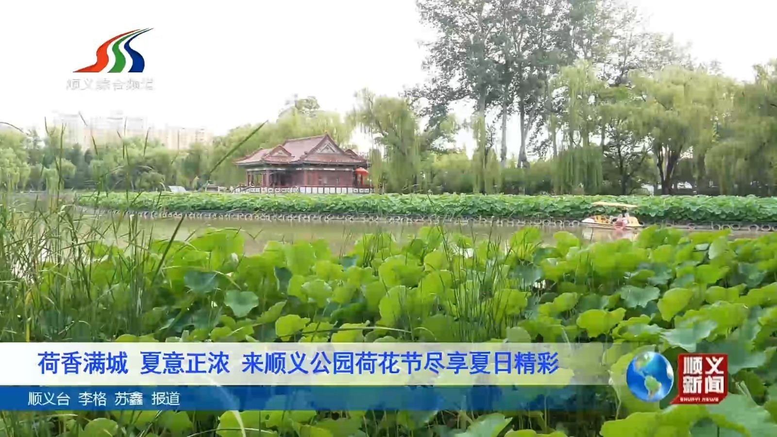 荷香满城 夏意正浓 来顺义公园荷花节尽享夏日精彩