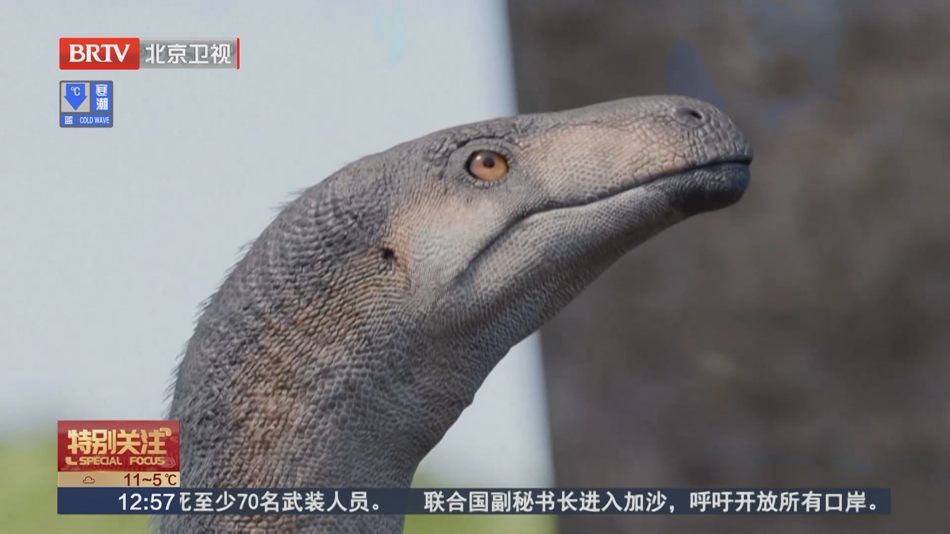 阿根廷新发现恐龙化石距今约2.3亿年 或揭示恐龙早期演化信息