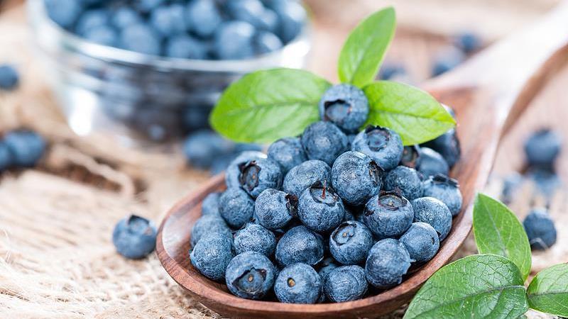 蓝莓不是越大越好 4个技巧教你选出好蓝莓→ 蓝莓不是越大越好 4个技巧教你选出好蓝莓→