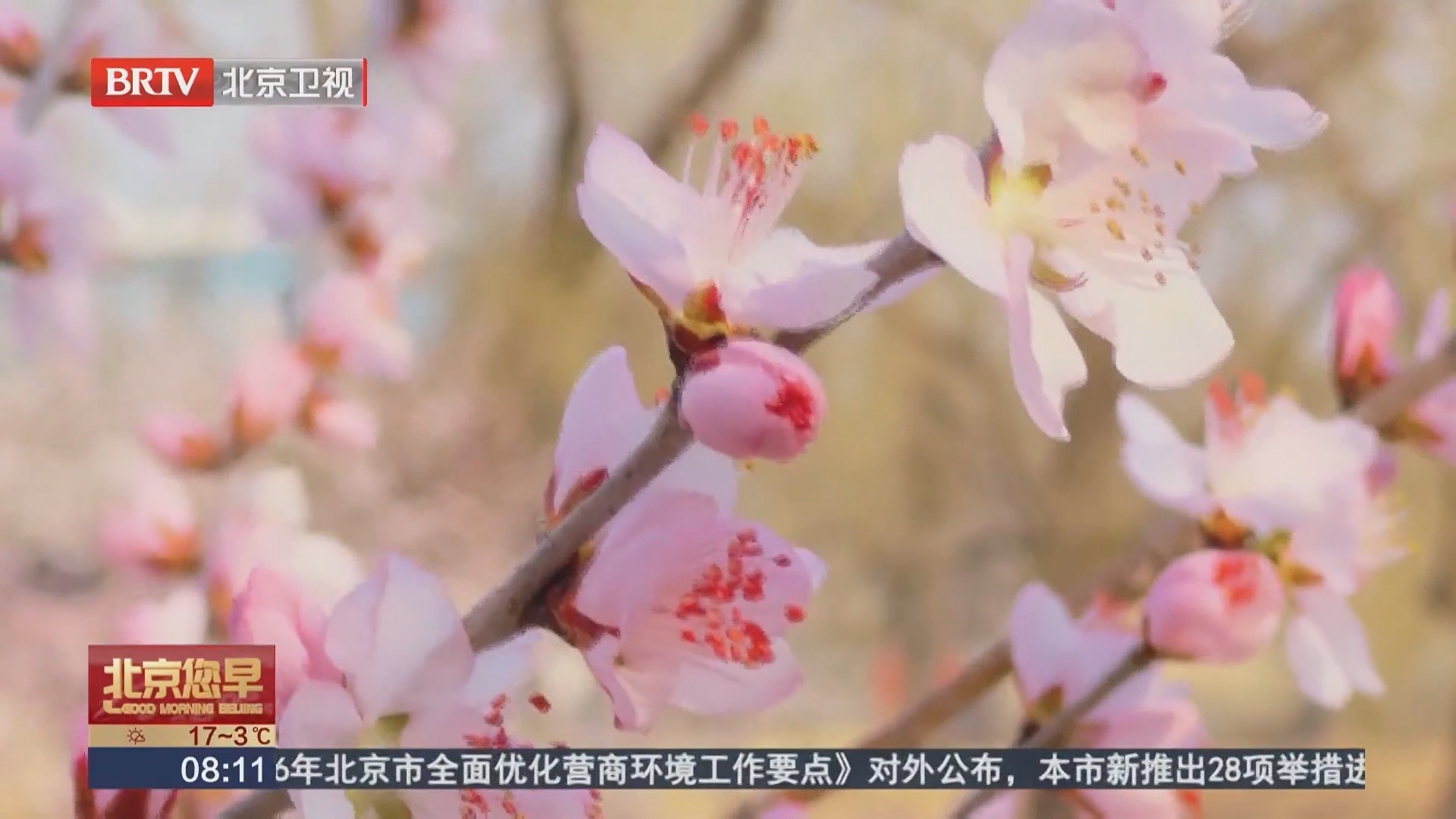 解锁朝阳公园赏花跑步的隐藏打开方式——奔跑模式