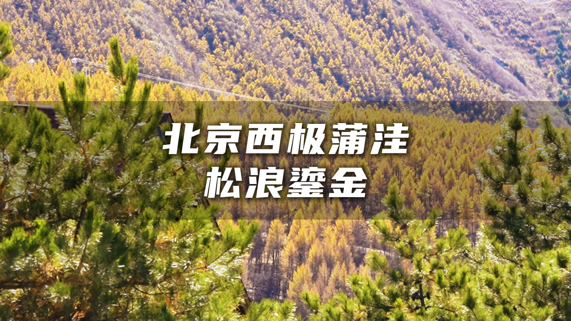 在北京能看见雪山！房山蒲洼，漫山金黄落叶松翻起松浪