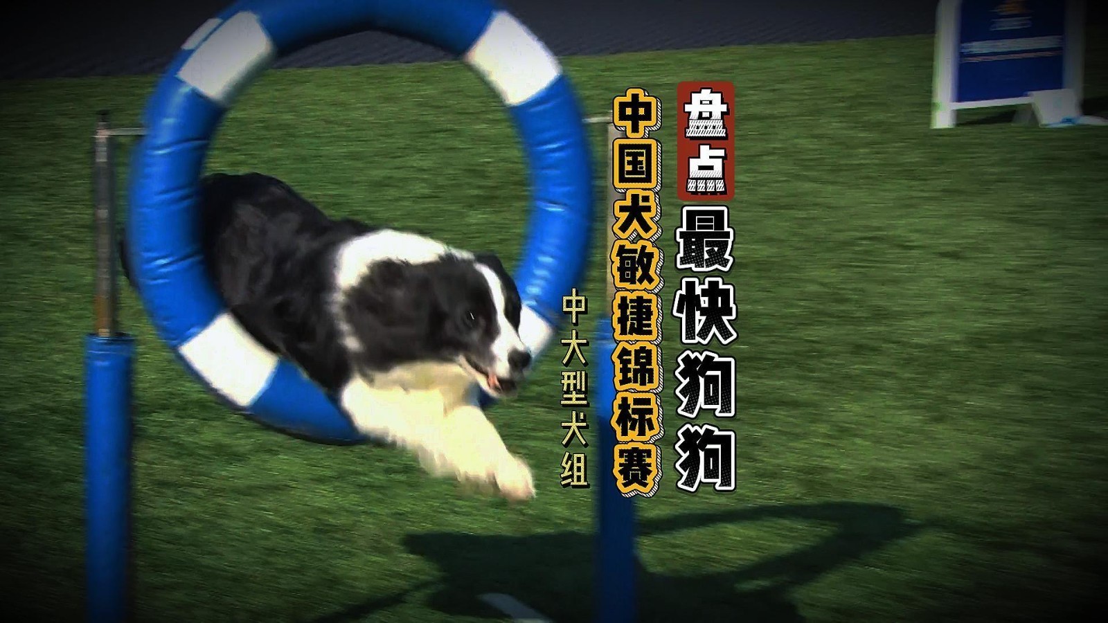 盘点赛事跑的最快狗狗·中大型犬组 盘点赛事跑的最快狗狗·中大型犬组