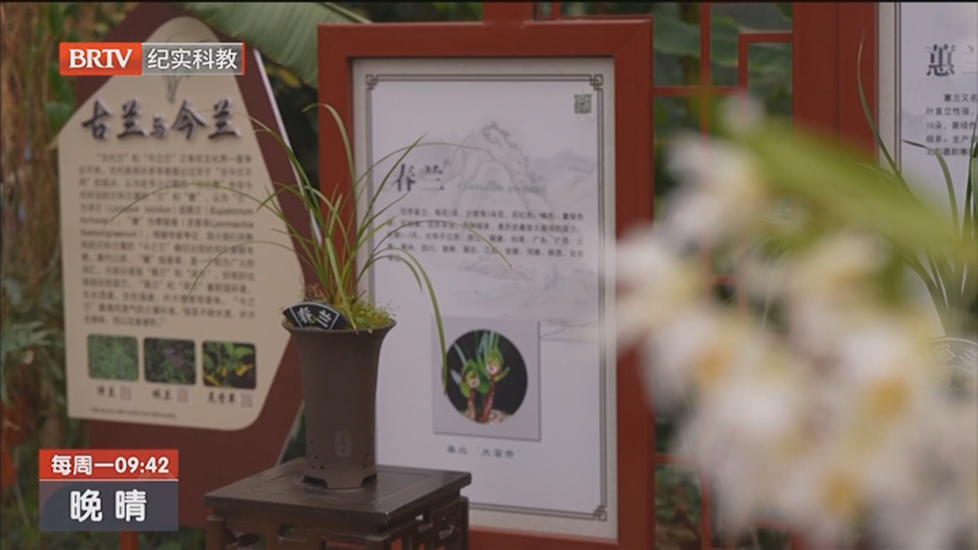 《晚晴》20260323草木相约记