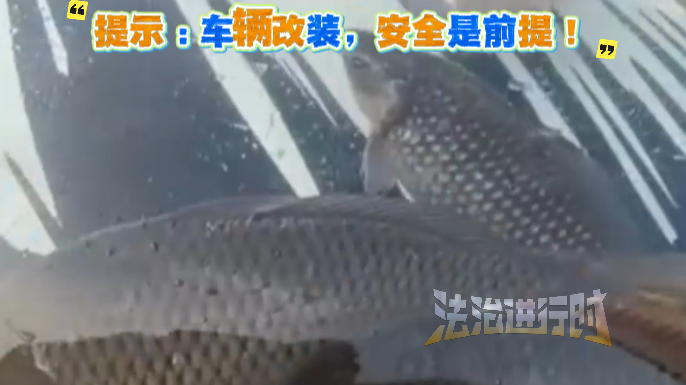 见过贴车衣的 头回见拿来养鱼的