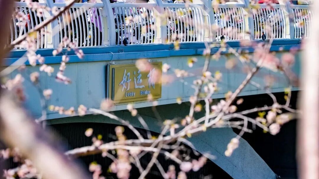 倒计时!去北京这里乘一船春色,看两岸花开! 倒计时!去北京这里乘一船春色,看两岸花开!