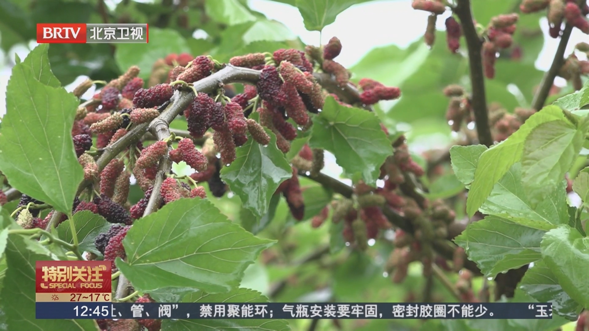 打卡绿道 畅享京郊“水果自由”