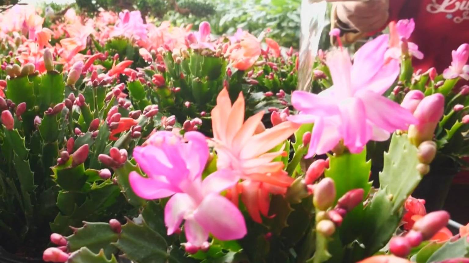 “十五五”高质量发展开门红丨以花为媒连接京津冀 年宵花产业协同发展走上快速路 “十五五”高质量发展开门红丨以花为媒连接京津冀 年宵花产业协同发展走上快速路