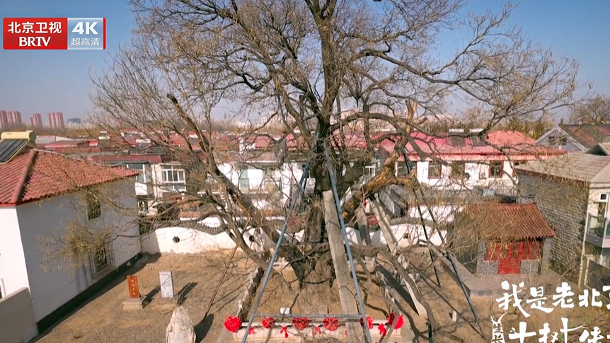 通州古槐与老人的半生奇缘