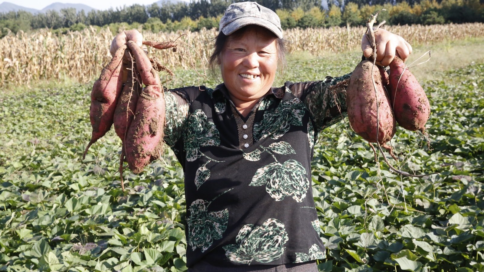 北京平谷:第七届红薯文化节暨首届电音啤酒节开幕 科技焕新乡村活力 北京平谷:第七届红薯文化节暨首届电音啤酒节开幕 科技焕新乡村活力