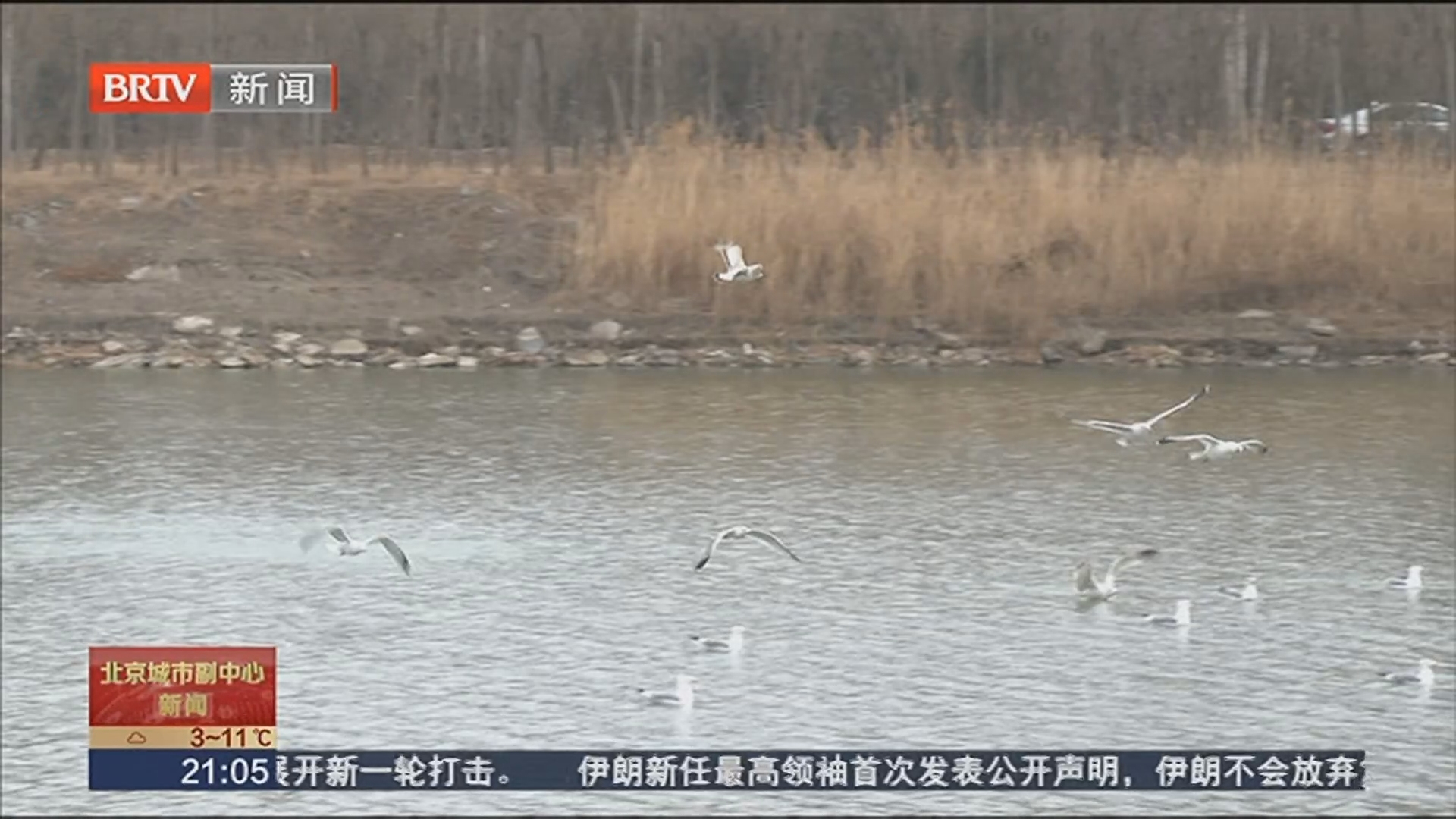 银鸥翩跹舞运河 副中心绘就生态新画卷 银鸥翩跹舞运河 副中心绘就生态新画卷