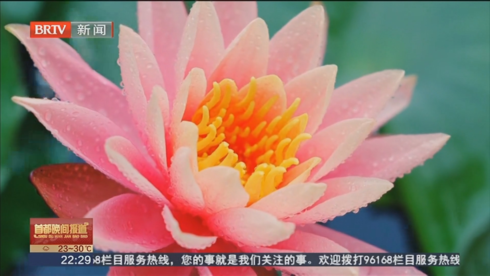 喜洲古镇睡莲盛放