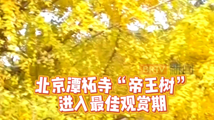 潭柘寺秋日“加班”成功！千年银杏洒金毯，落叶缓扫太宠粉！