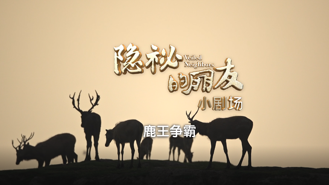 《隐秘的朋友》小剧场：鹿王争霸