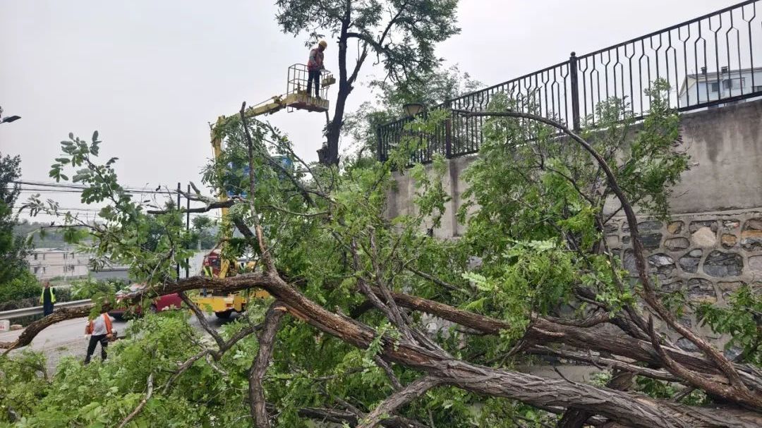 北京房山：清除危树危枝隐患 守护群众“头顶上的安全”