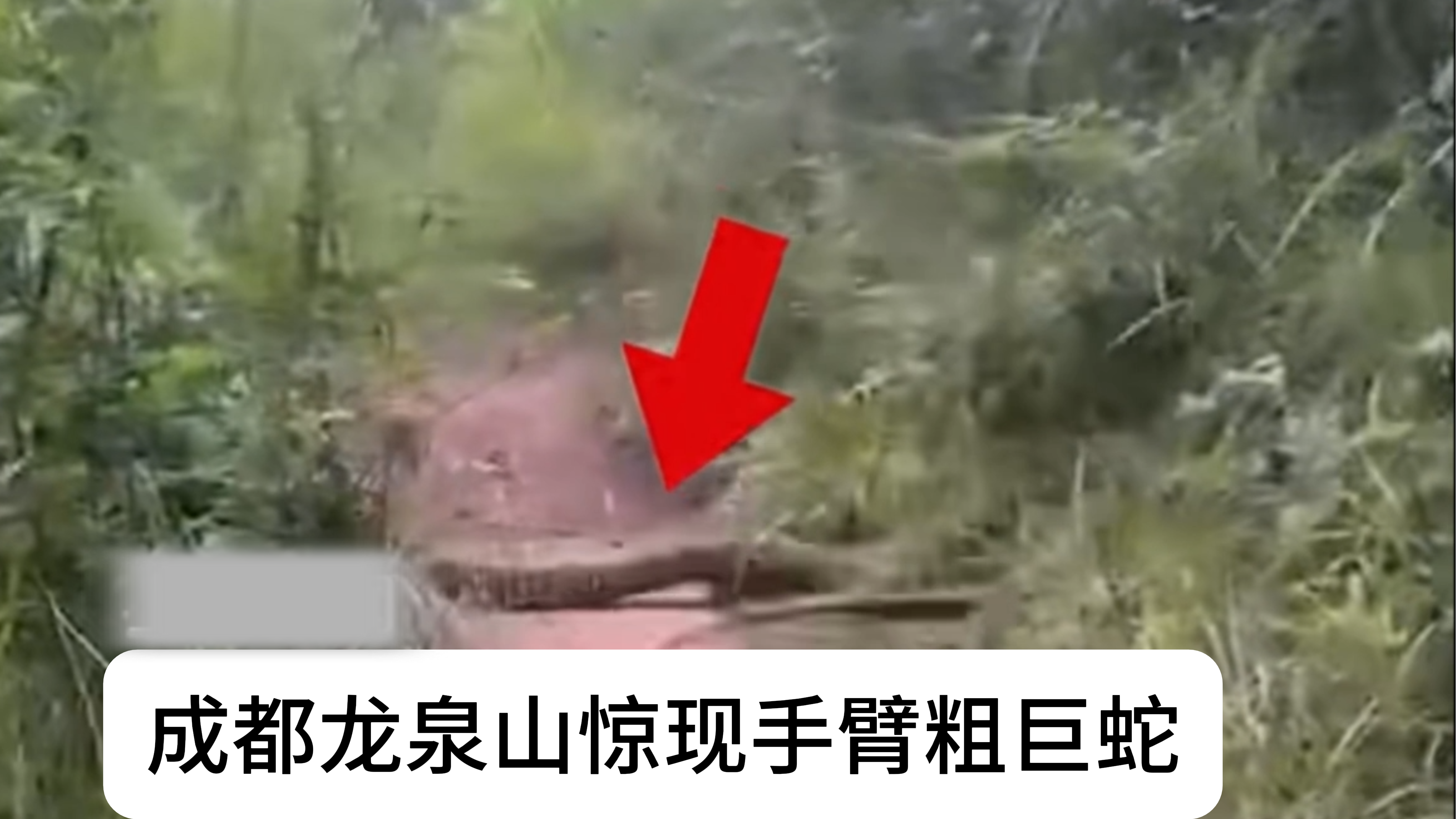 成都龙泉山惊现手臂粗巨蛇？官方：经专家辨认系无毒菜花蛇 收到反馈正组织各村排查核实