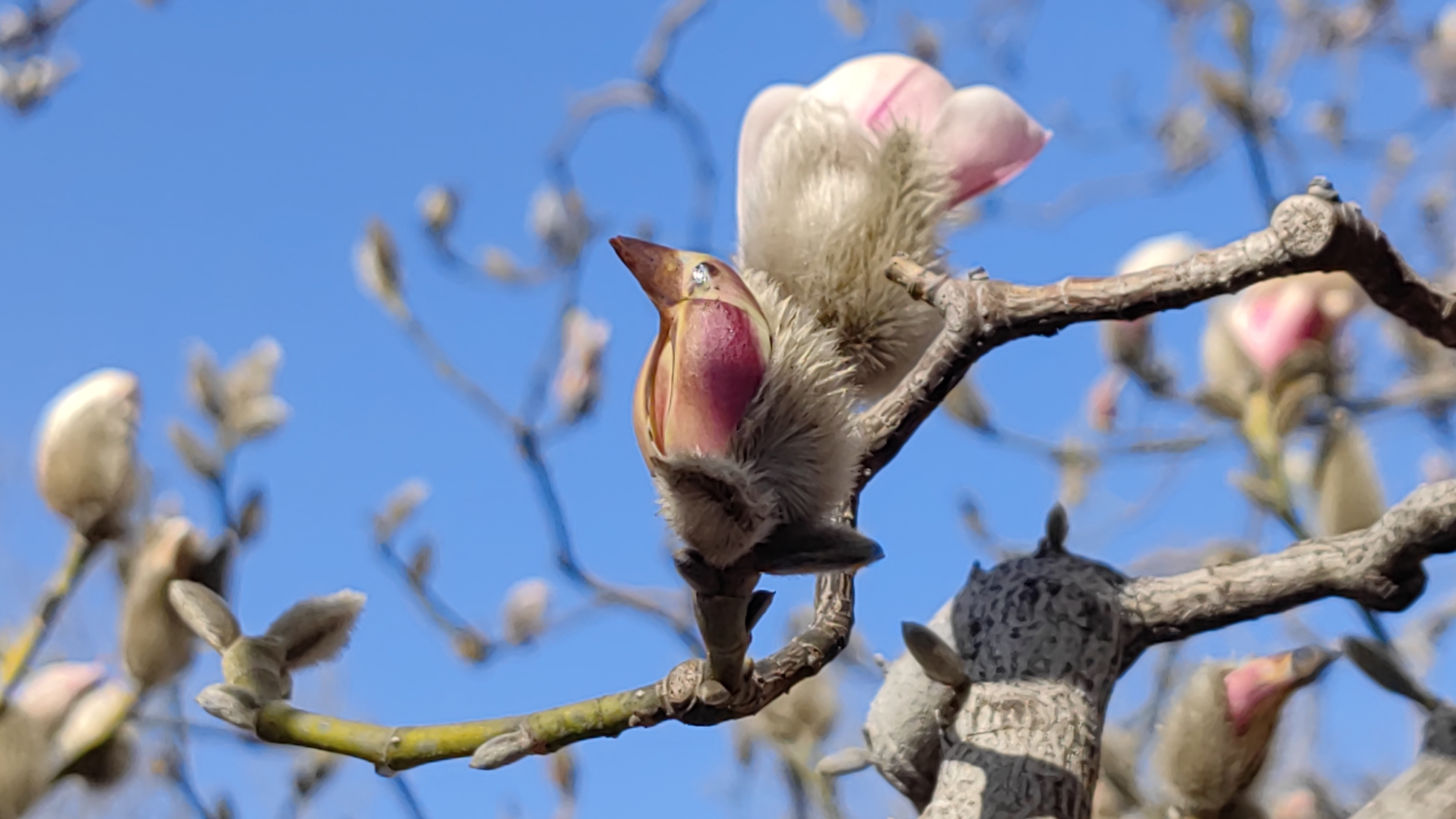 京华春色浓：雕塑公园玉兰盛开，枝头“雀”惹人爱