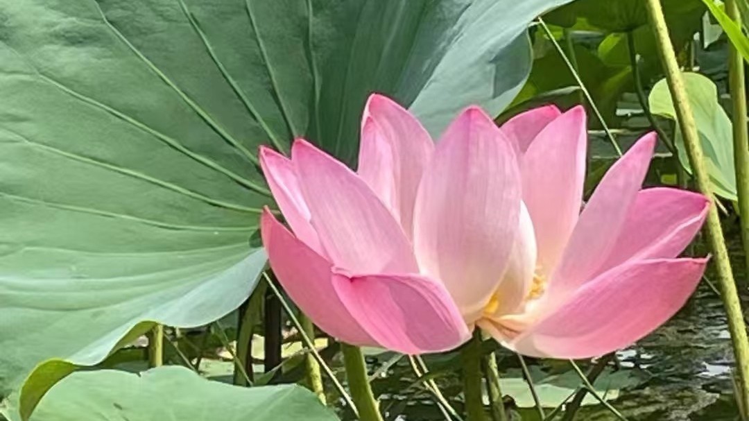 白天多云转晴,午后山区有阵雨或雷阵雨,最高气温33℃ 白天多云转晴,午后山区有阵雨或雷阵雨,最高气温33℃