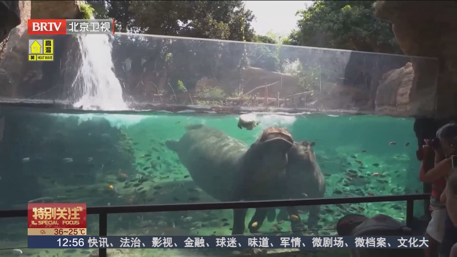 西班牙热浪来袭 巴伦西亚动物园为动物“居民”提供清凉美食 西班牙热浪来袭 巴伦西亚动物园为动物“居民”提供清凉美食