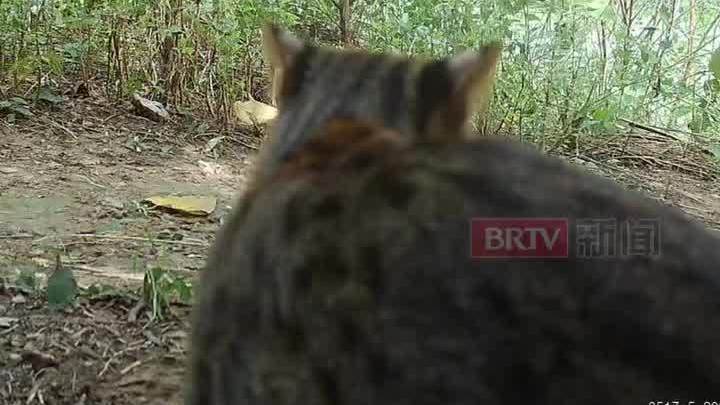 温榆河公园再现豹猫身影！