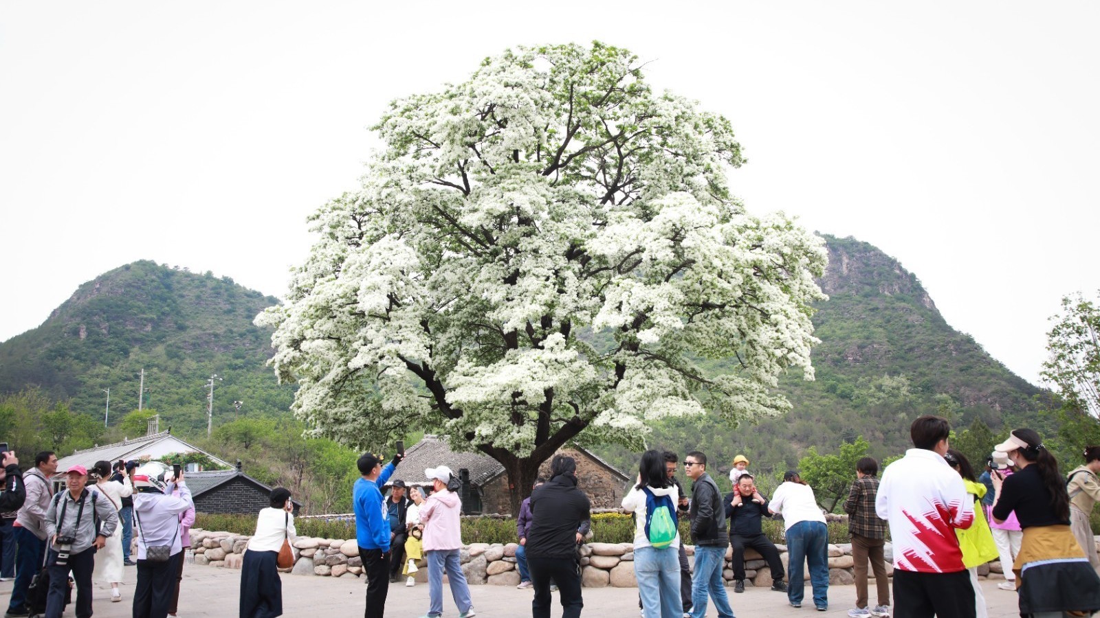 密云新城子580年古流苏树迎来最美花期