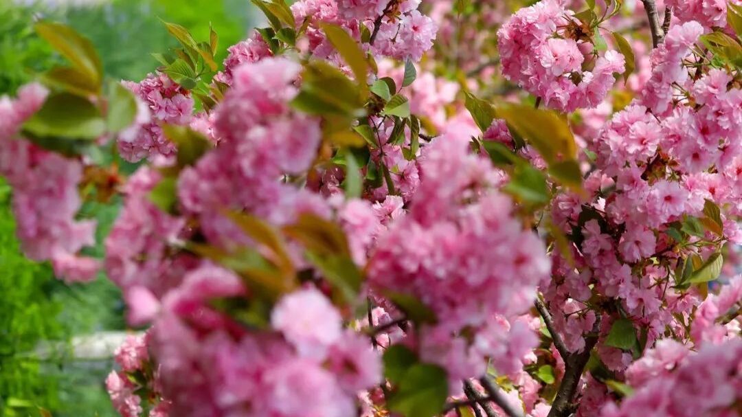 怀柔的春丨满园芳菲科学城