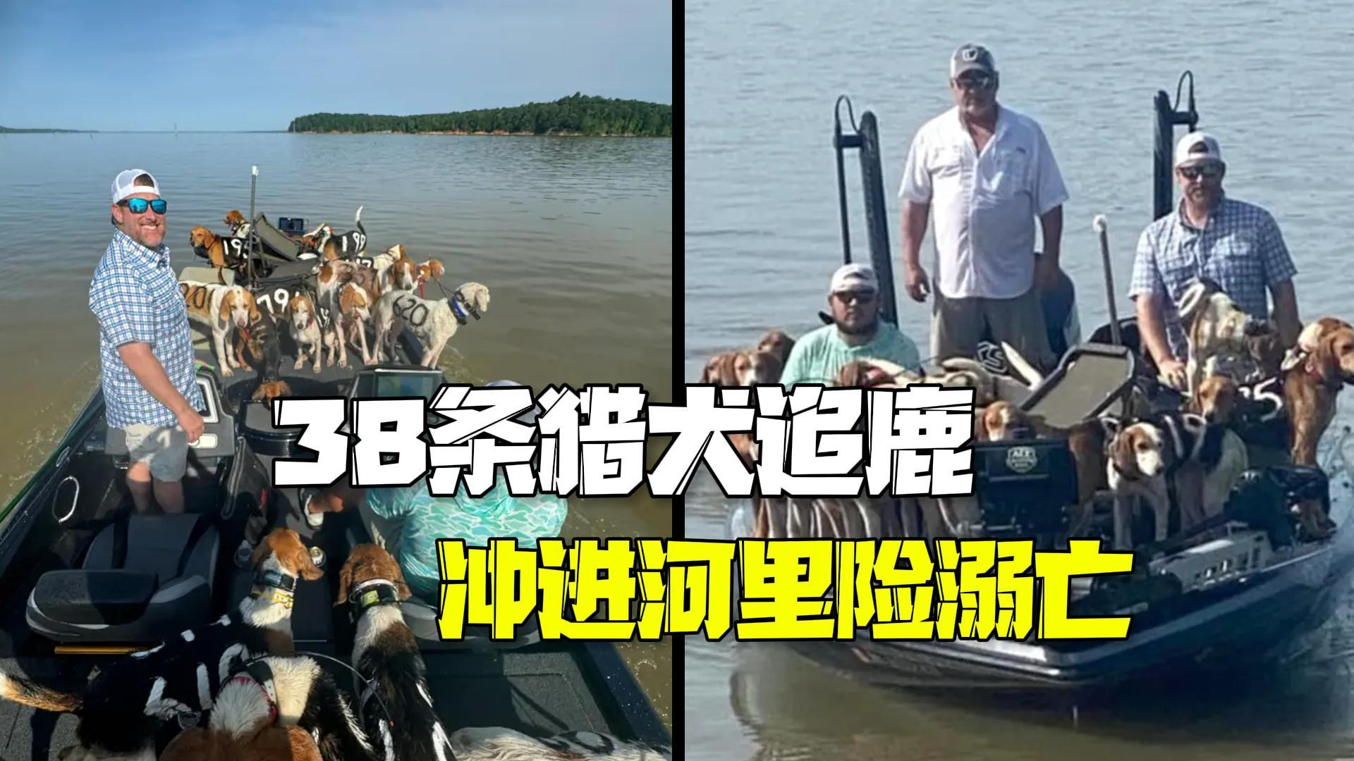 蠢萌蠢萌的~38条猎犬追鹿时接连冲进河险些溺亡 蠢萌蠢萌的~38条猎犬追鹿时接连冲进河险些溺亡