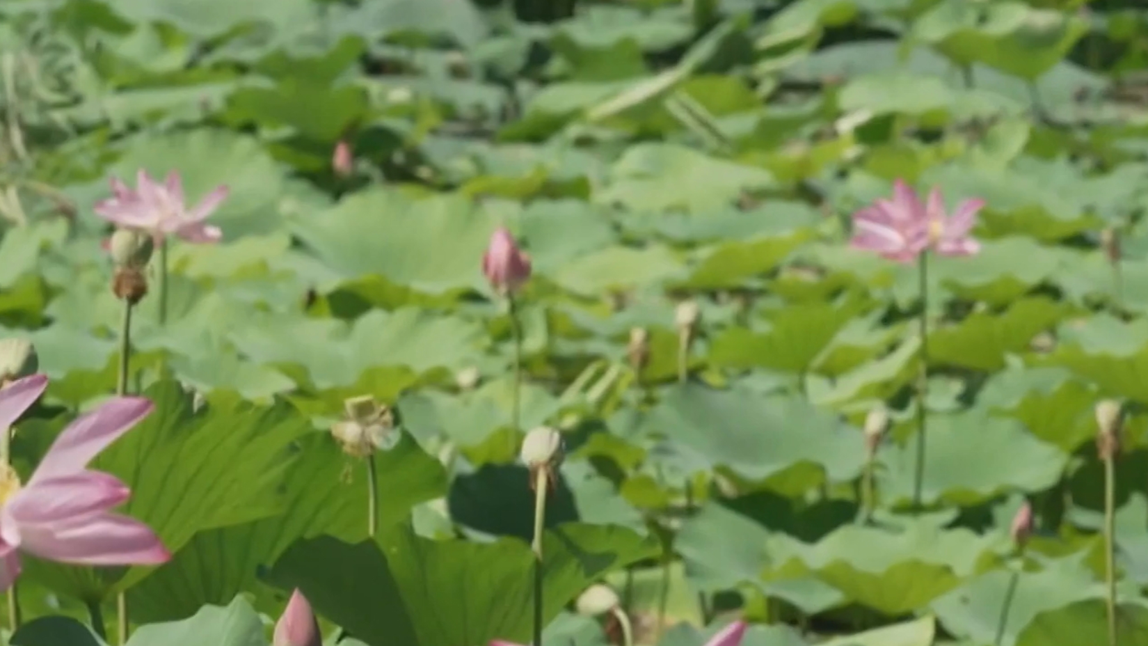 繁花伴清凉 北京市属公园开启消夏模式