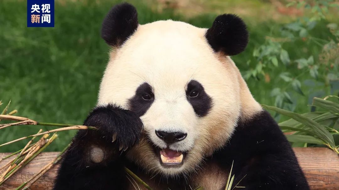 “福宝”出现状况异常!官方回应→ “福宝”出现状况异常!官方回应→