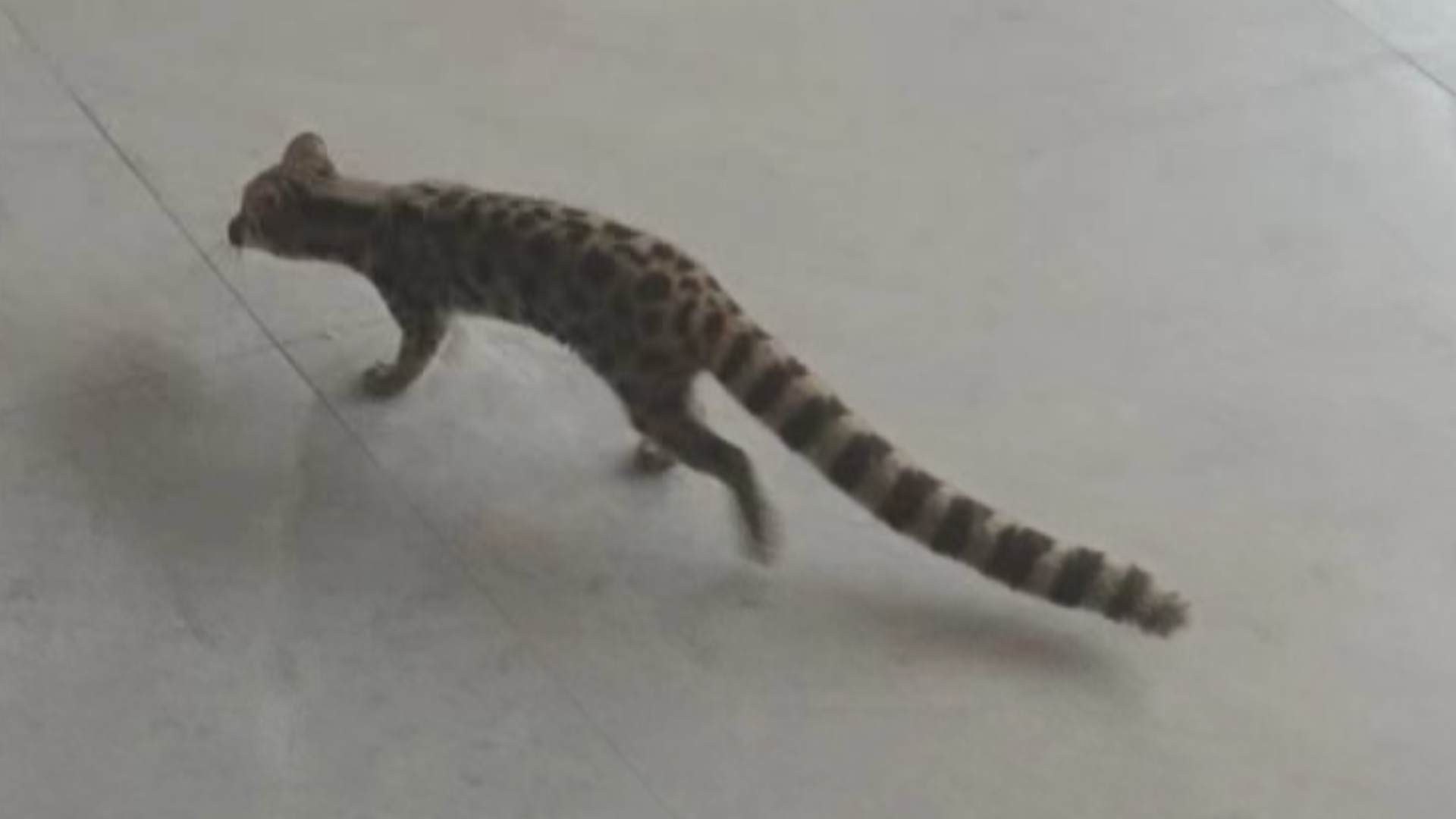 小灵猫误闯饭店 警方及时救助 小灵猫误闯饭店 警方及时救助