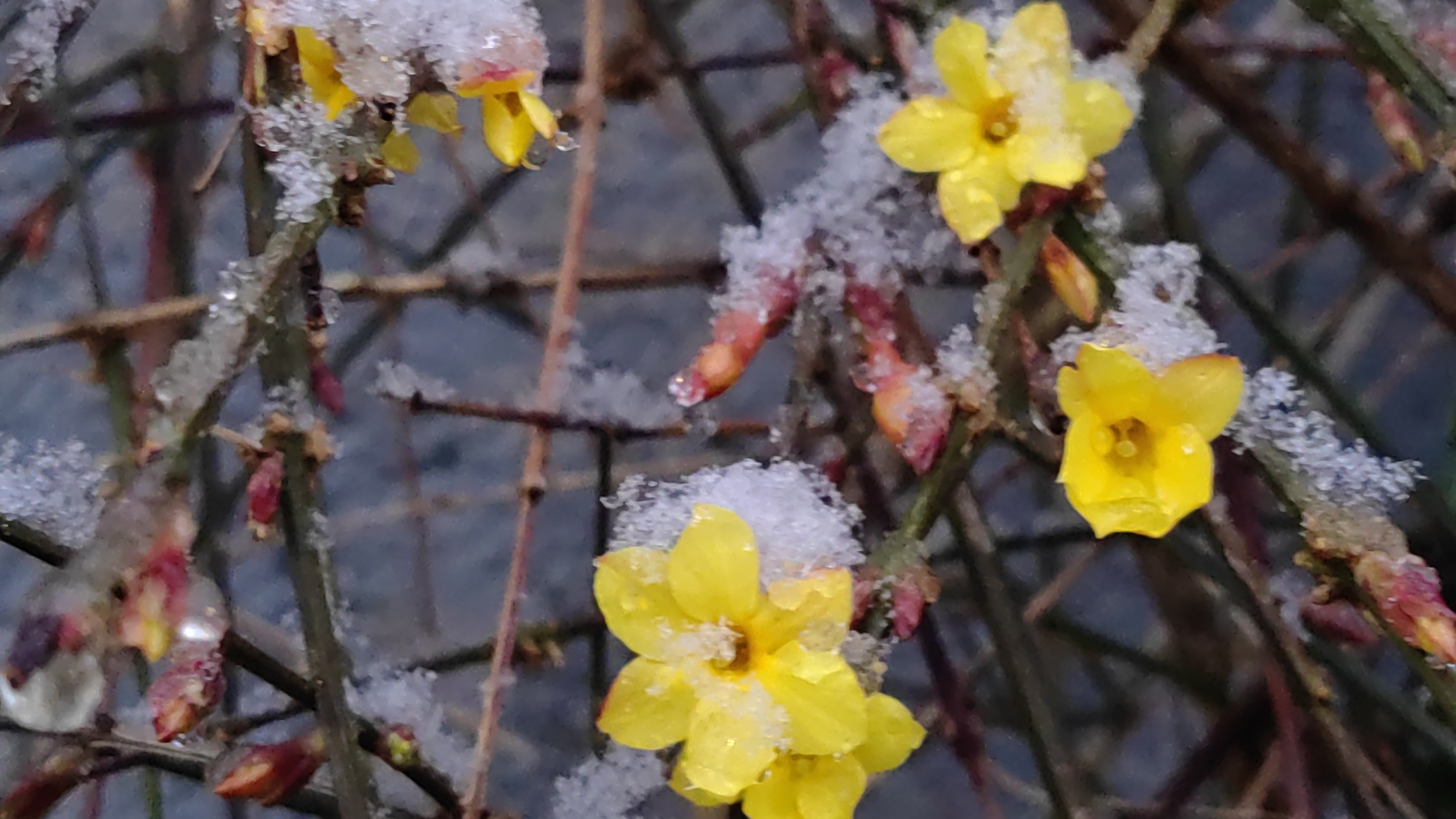 石景山区春雪映黄花，迎春花傲寒绽放