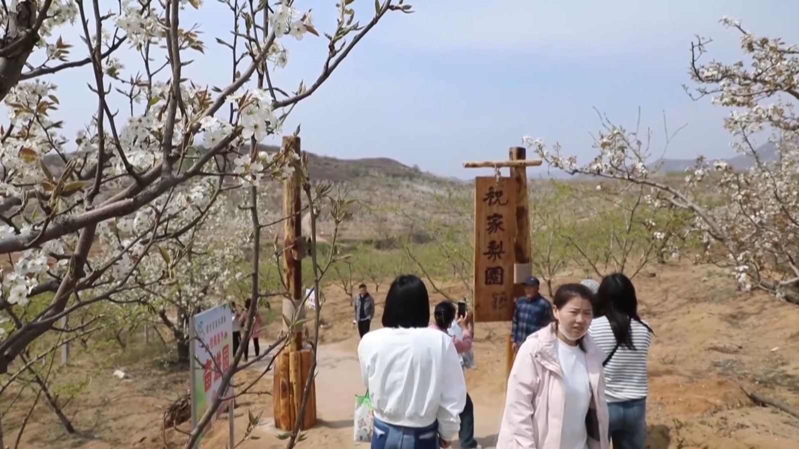 这个东北小山村:去年洪水肆虐 今朝梨花盛开 这个东北小山村:去年洪水肆虐 今朝梨花盛开