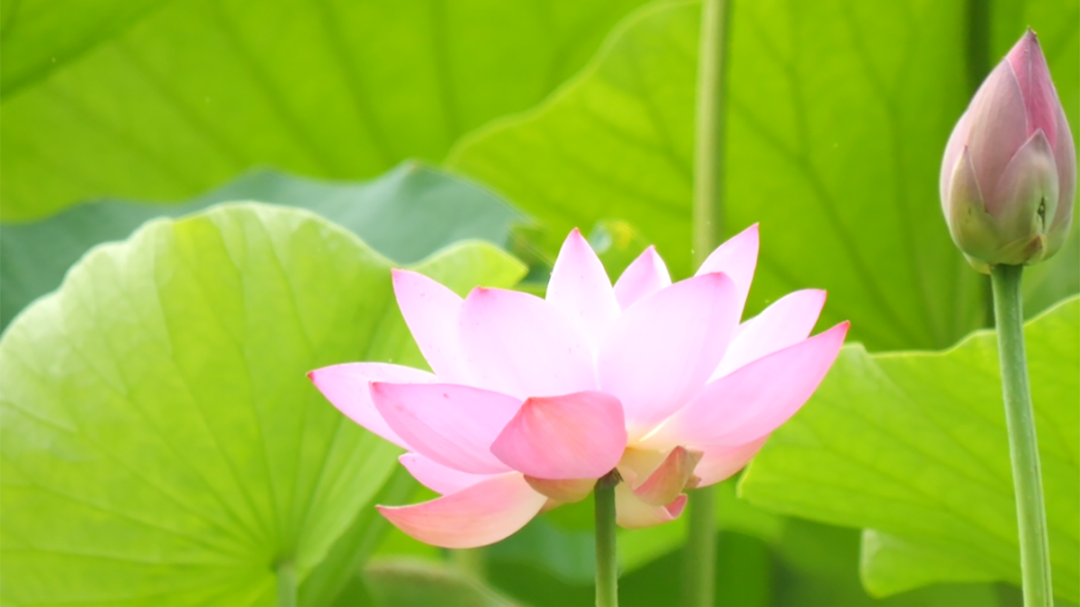 赏荷正当时!顺义这些公园荷花竞相绽放,快去打卡~ 赏荷正当时!顺义这些公园荷花竞相绽放,快去打卡~