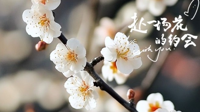 春日追花攻略｜花满京城，一键解锁您身边的赏花秘境，出片率100%!‌