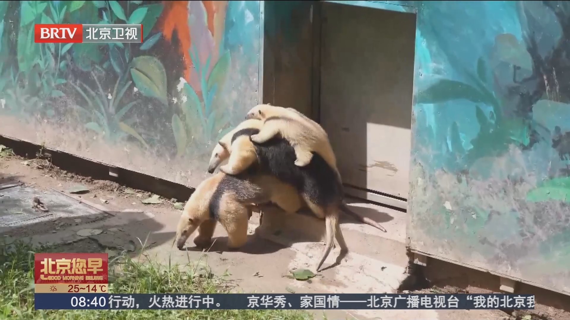 上海野生动物园小食蚁兽家的“叠叠乐”