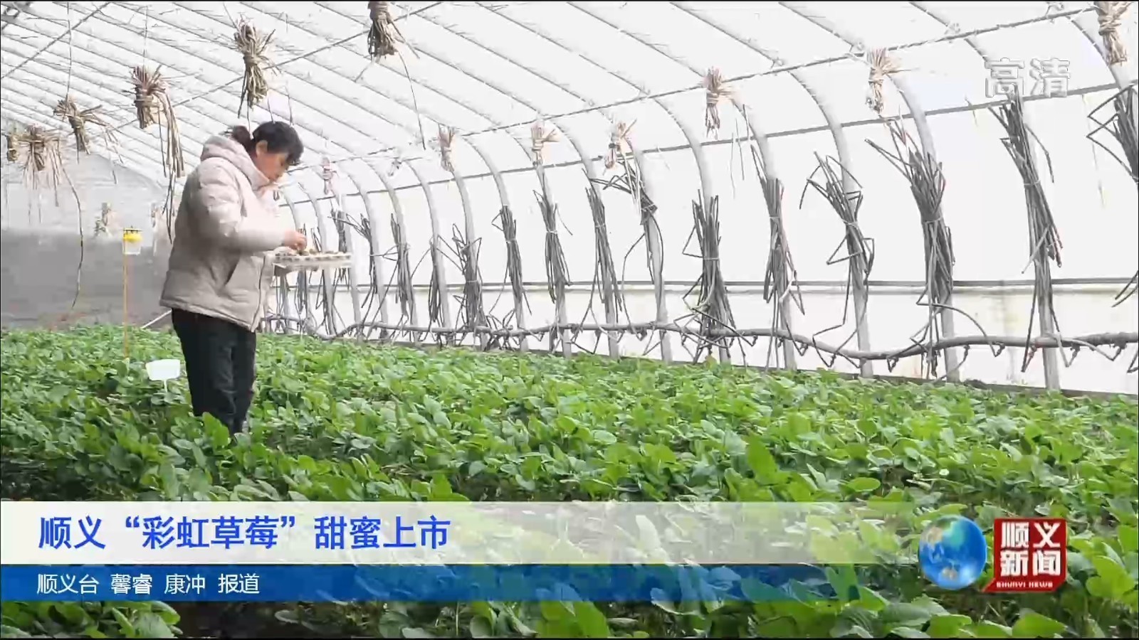 顺义“彩虹草莓”甜蜜上市