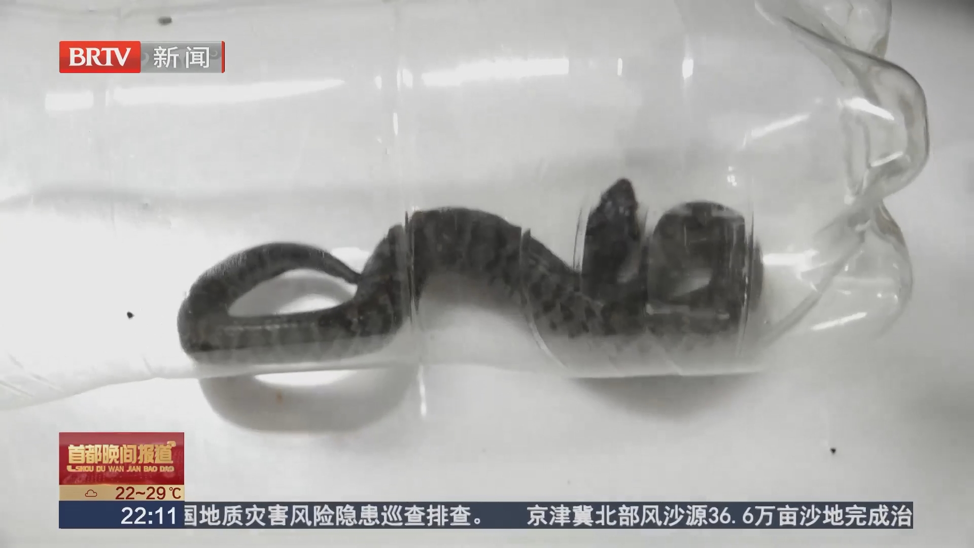 医生提醒:被蛇咬用嘴吸毒 抓蛇取证不可取 医生提醒:被蛇咬用嘴吸毒 抓蛇取证不可取
