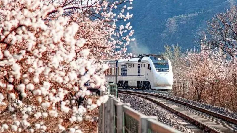 昌平开启“云赏花”直播，网友共赴春日之约