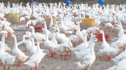 【乡村振兴】鹅鹅鹅 致富“向天歌” 【乡村振兴】鹅鹅鹅 致富“向天歌”