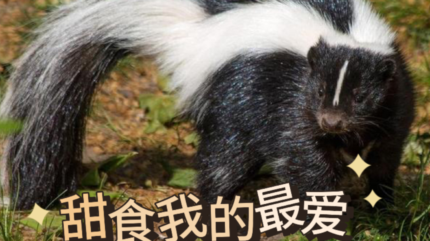 没想到你是这样的臭鼬