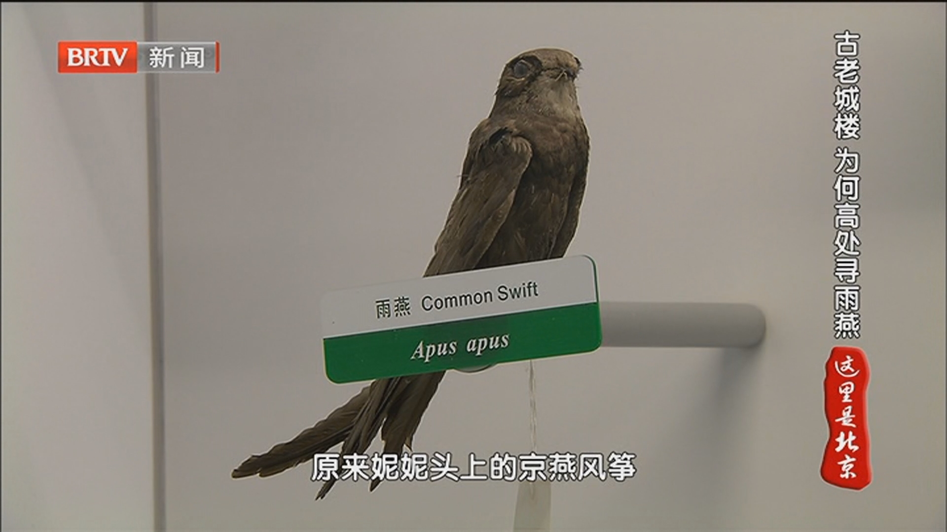 《这里是北京》20251222解锁京城·藏不住的“神兽”