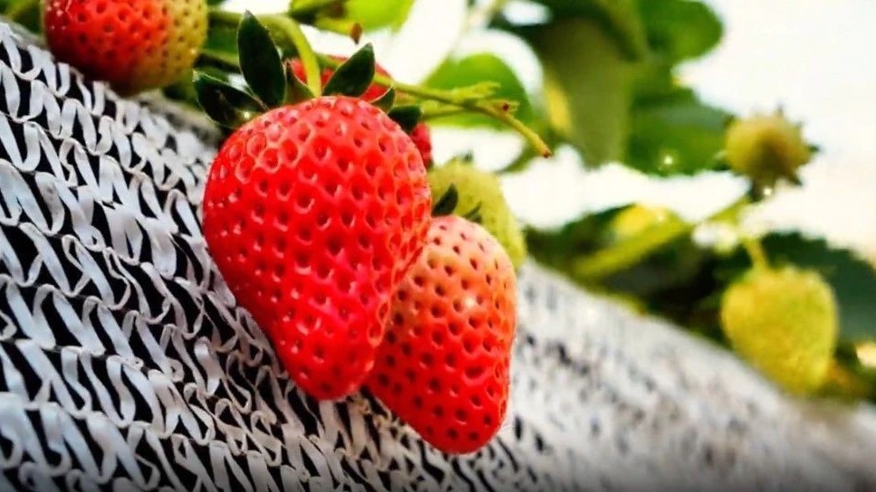 北京顺义:草!莓!熟!了! 北京顺义:草!莓!熟!了!