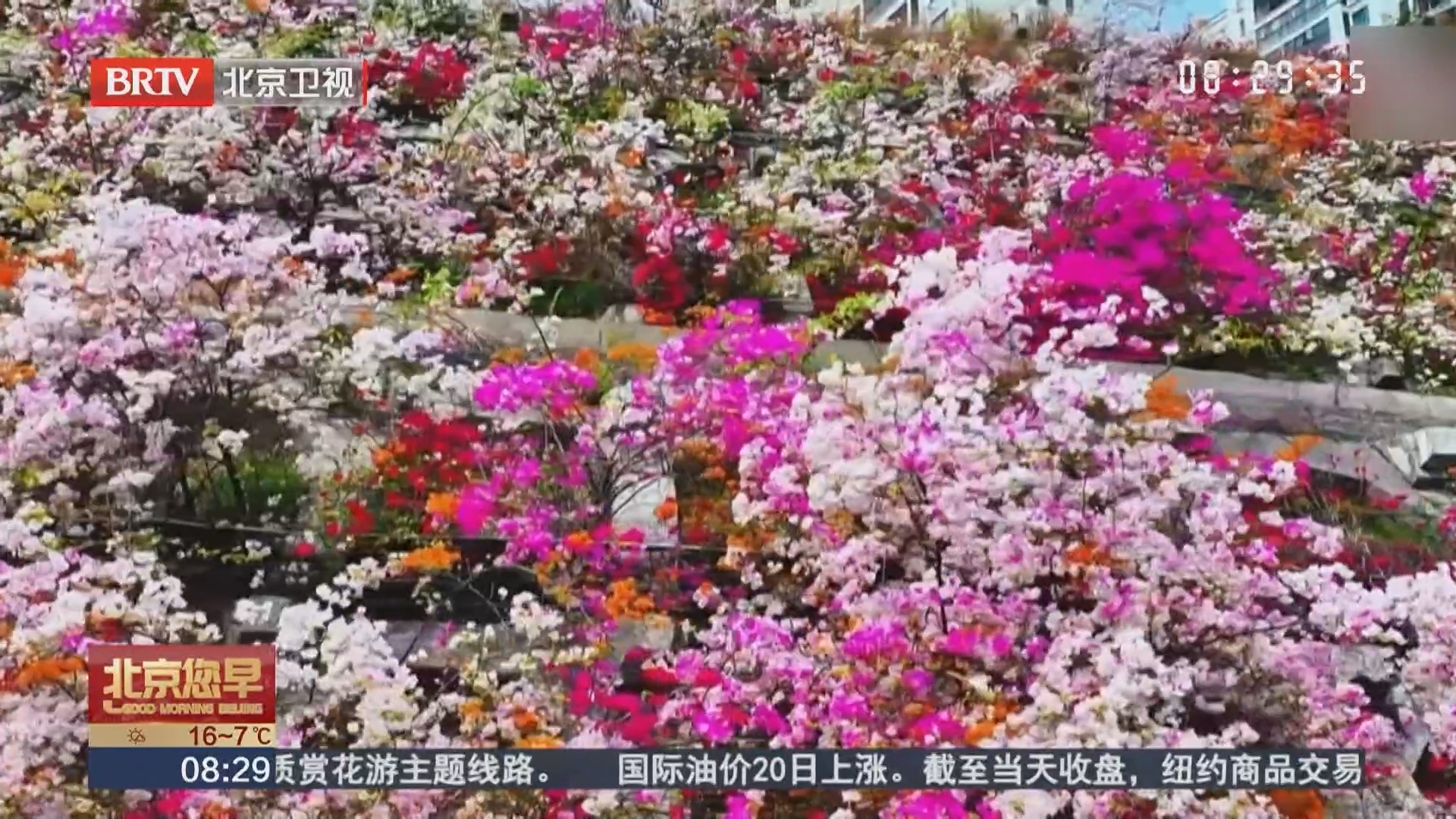 云南昭通 三角梅铺锦绣 巧家城漾春光