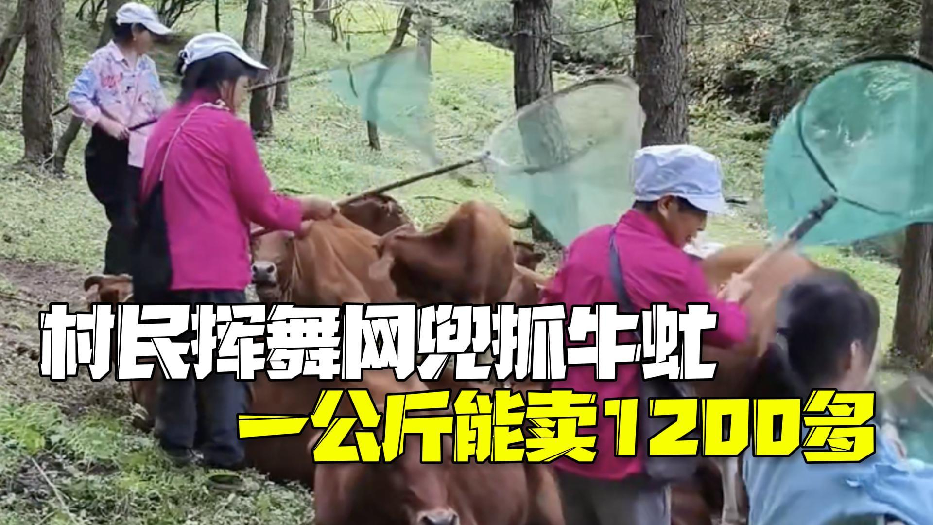 村民挥舞网兜抓牛虻一公斤能卖1200多