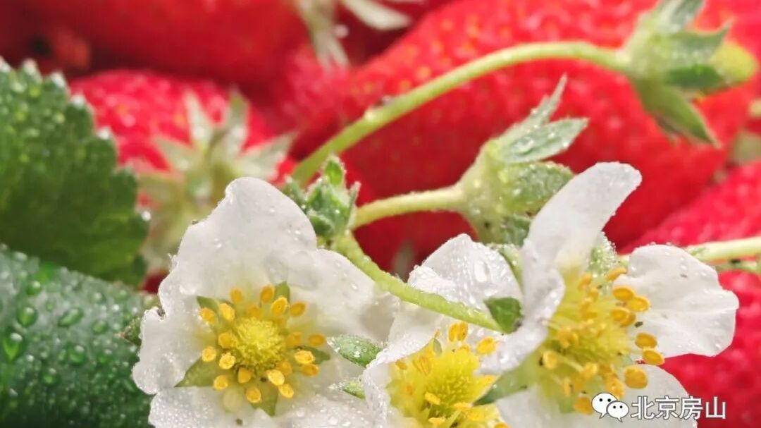 北京房山:草莓的“虫虫特工队” 北京房山:草莓的“虫虫特工队”