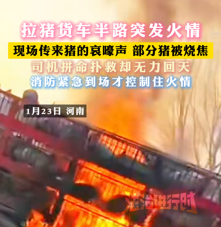 拉猪货车半路突发火情 现场传来猪的哀嚎声 部分猪被烧焦 拉猪货车半路突发火情 现场传来猪的哀嚎声 部分猪被烧焦