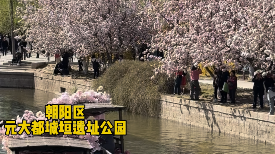 春风一吹，元大都遗址公园的千米海棠花溪又双叒叕封神了！