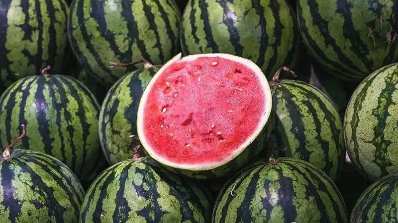 网上教你挑西瓜的技巧真的有用吗?80%都错了!职业验瓜师透露 网上教你挑西瓜的技巧真的有用吗?80%都错了!职业验瓜师透露