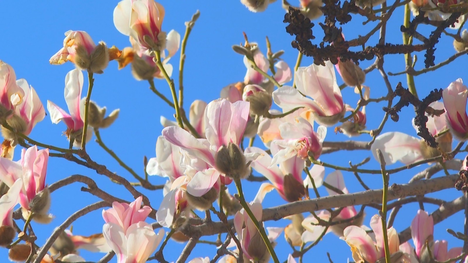 打卡副中心春日浪漫：西海子公园花开正艳 赏花正当时