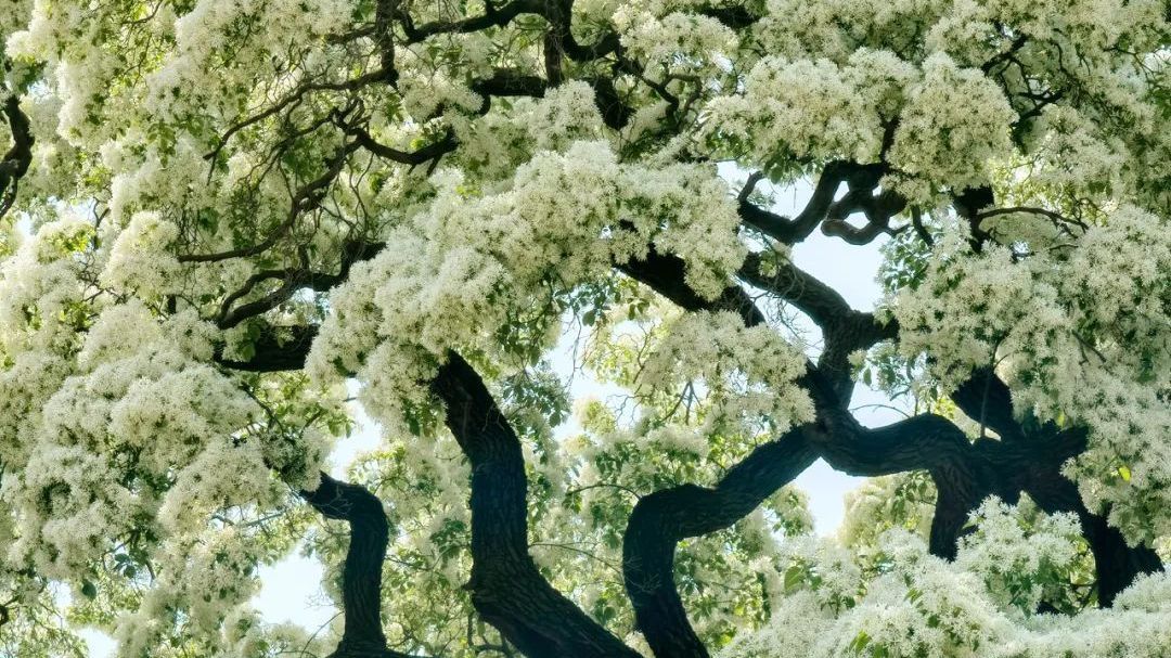 莫言：团绒簇雪 散麝流香