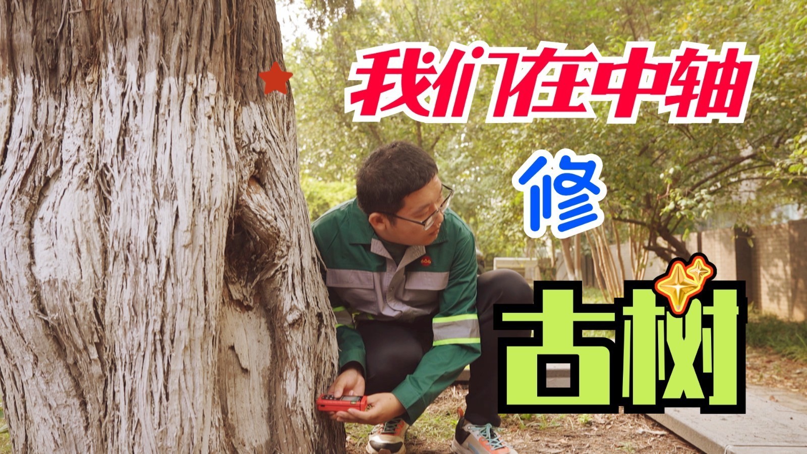 不是在故宫修文物 我们是在中轴“修古树”